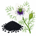 Black cumin seeds